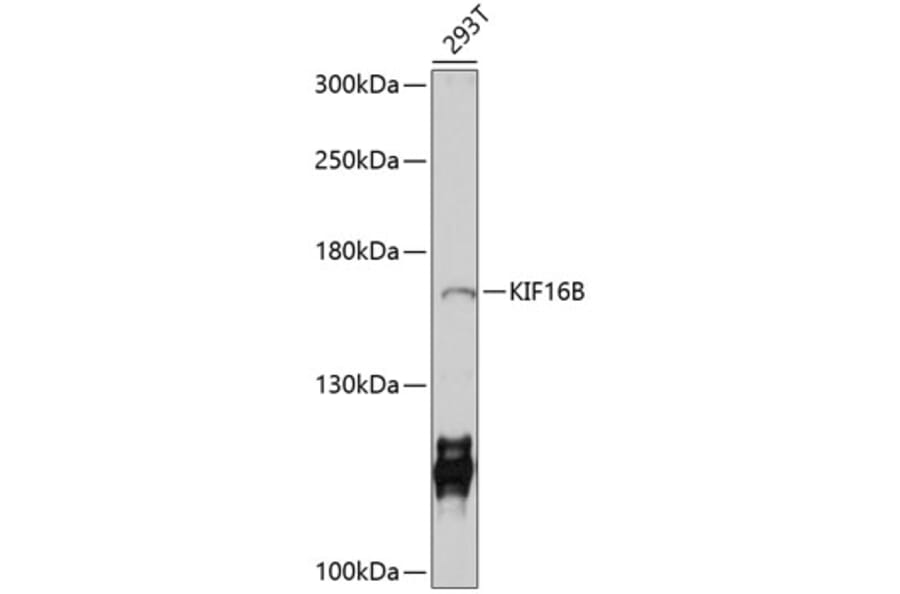 Western Blot - Anti-KIF16B Antibody (A10314) - Antibodies.com