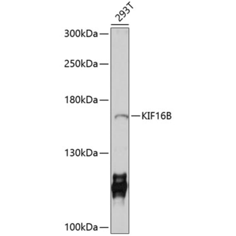 Western Blot - Anti-KIF16B Antibody (A10314) - Antibodies.com