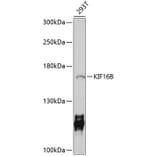 Western Blot - Anti-KIF16B Antibody (A10314) - Antibodies.com