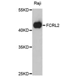 Western Blot - Anti-FCRL2 Antibody (A10324) - Antibodies.com