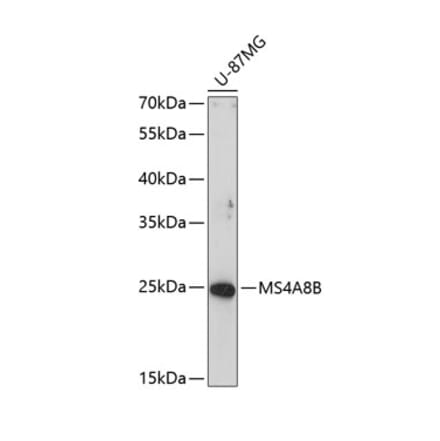 Western Blot - Anti-MS4A8 Antibody (A8584) - Antibodies.com