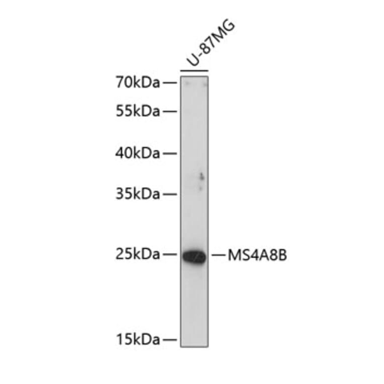 Western Blot - Anti-MS4A8 Antibody (A8584) - Antibodies.com