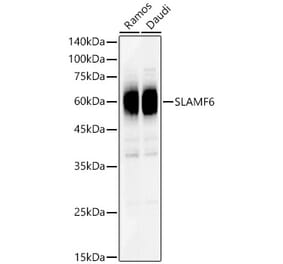 Western Blot - Anti-SLAMF6 Antibody (A8585) - Antibodies.com