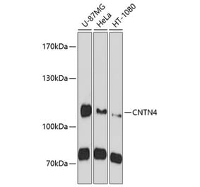 Western Blot - Anti-CNTN4 Antibody (A10339) - Antibodies.com