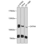 Western Blot - Anti-CNTN4 Antibody (A10339) - Antibodies.com