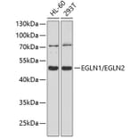 Western Blot - Anti-PHD1/prolyl hydroxylase + PHD2/prolyl hydroxylase Antibody (A8587) - Antibodies.com