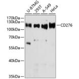 Western Blot - Anti-CD276 Antibody (A10347) - Antibodies.com