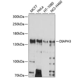 Western Blot - Anti-DIAPH3 Antibody (A8590) - Antibodies.com
