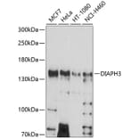 Western Blot - Anti-DIAPH3 Antibody (A8590) - Antibodies.com