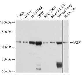 Western Blot - Anti-MZF1 Antibody (A8593) - Antibodies.com