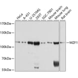 Western Blot - Anti-MZF1 Antibody (A8593) - Antibodies.com
