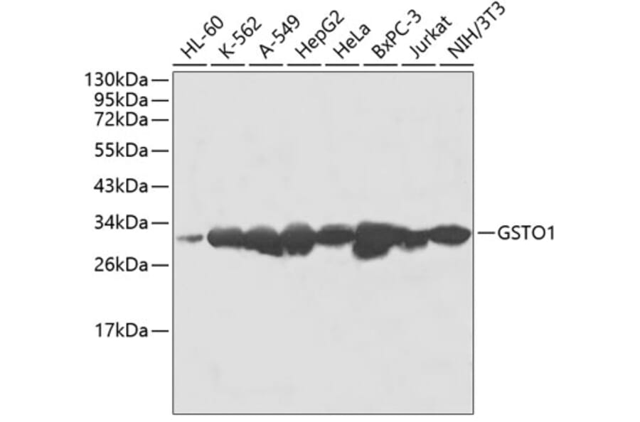 Western Blot - Anti-GSTO1 Antibody (A1037) - Antibodies.com