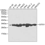 Western Blot - Anti-GSTO1 Antibody (A1037) - Antibodies.com