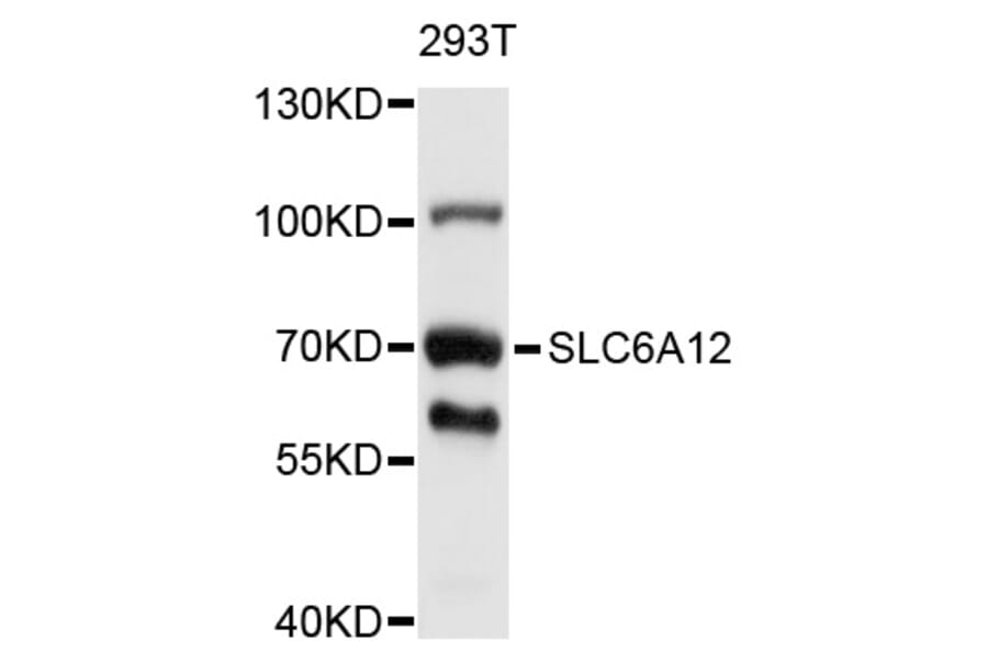 Western Blot - Anti-SLC6A12 Antibody (A10378) - Antibodies.com
