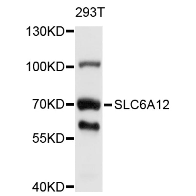 Western Blot - Anti-SLC6A12 Antibody (A10378) - Antibodies.com
