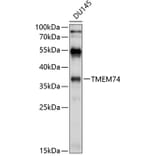 Western Blot - Anti-TMEM74 Antibody (A8602) - Antibodies.com