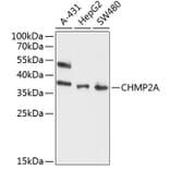 Western Blot - Anti-CHMP2A/BC2 Antibody (A8603) - Antibodies.com