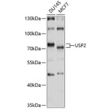 Western Blot - Anti-USP2 Antibody (A8605) - Antibodies.com