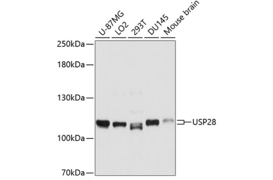 Western Blot - Anti-USP28 Antibody (A10400) - Antibodies.com