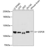 Western Blot - Anti-USP28 Antibody (A10400) - Antibodies.com