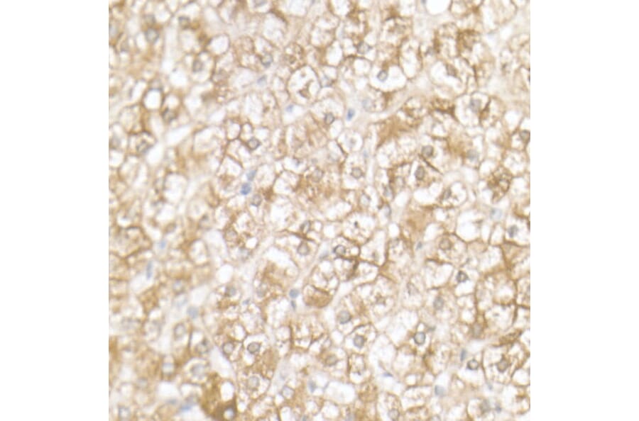 Immunohistochemistry - Anti-SLC39A14/ZIP-14 Antibody (A8608) - Antibodies.com