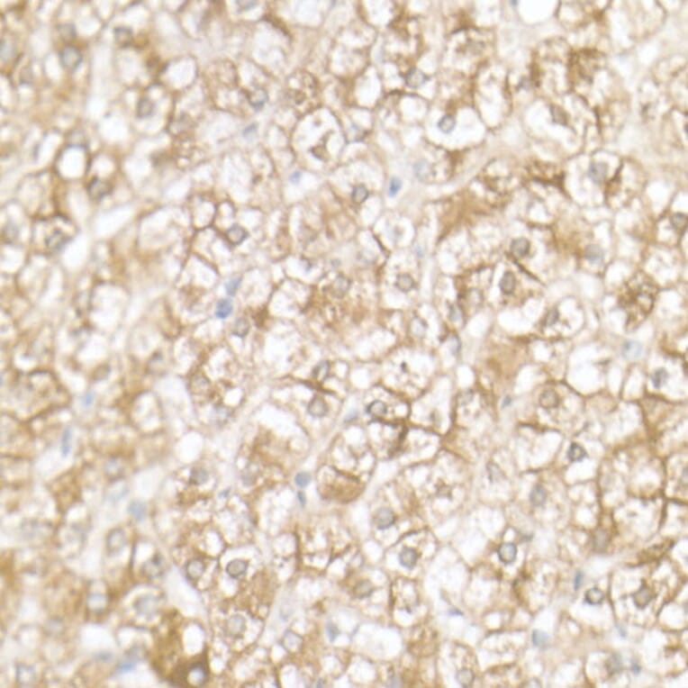 Immunohistochemistry - Anti-SLC39A14/ZIP-14 Antibody (A8608) - Antibodies.com