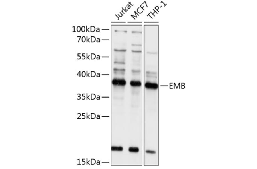 Western Blot - Anti-Embigin homolog Antibody (A8614) - Antibodies.com