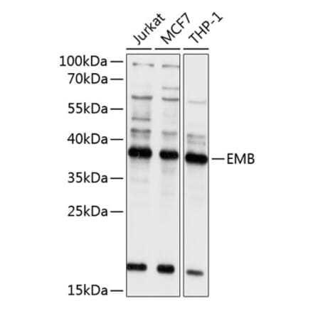 Western Blot - Anti-Embigin homolog Antibody (A8614) - Antibodies.com