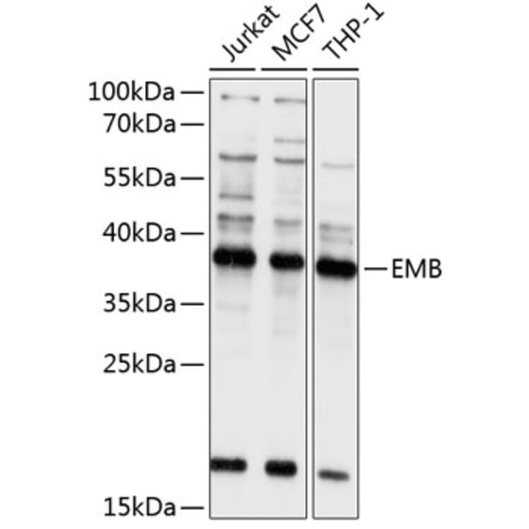 Western Blot - Anti-Embigin homolog Antibody (A8614) - Antibodies.com