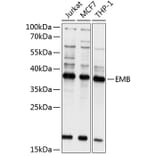 Western Blot - Anti-Embigin homolog Antibody (A8614) - Antibodies.com