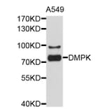 Western Blot - Anti-DMPK Antibody (A10442) - Antibodies.com