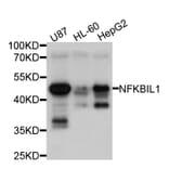 Western Blot - Anti-NFKBIL1 Antibody (A10456) - Antibodies.com