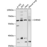 Western Blot - Anti-CHRND Antibody (A8623) - Antibodies.com