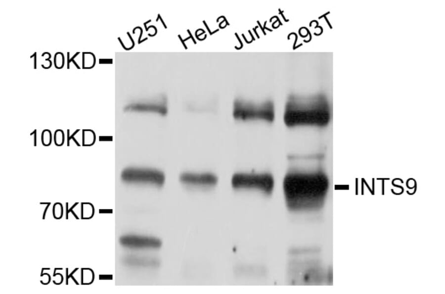 Western Blot - Anti-INTS9 Antibody (A10480) - Antibodies.com