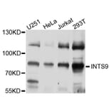 Western Blot - Anti-INTS9 Antibody (A10480) - Antibodies.com