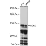 Western Blot - Anti-MCK10/NEP Antibody (A8630) - Antibodies.com