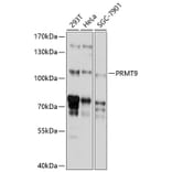 Western Blot - Anti-PRMT10 Antibody (A8632) - Antibodies.com