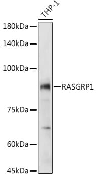 Western blot analysis of extracts of various cell lines, using Anti-RASGRP1 Antibody (A10495) at 1:1,000 dilution.
Secondary antibody: Goat Anti-Rabbit IgG (H+L) (HRP) (AS014) at 1:10,000 dilution.
Lysates / proteins: 25µg per lane.
Blocking buffer: 3% non-fat dry milk in TBST.
Detection: ECL Basic Kit (RM00020).
Exposure time: 5s.