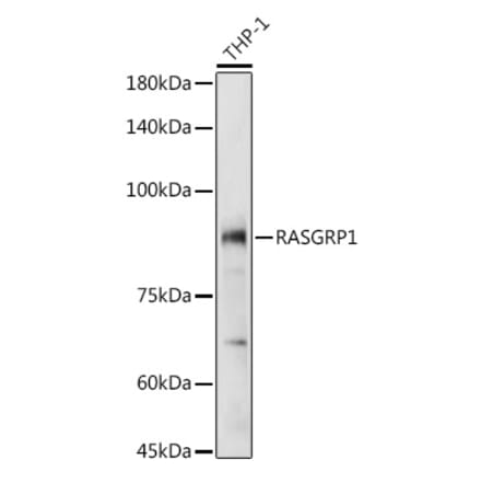 Western Blot - Anti-RASGRP1 Antibody (A8633) - Antibodies.com