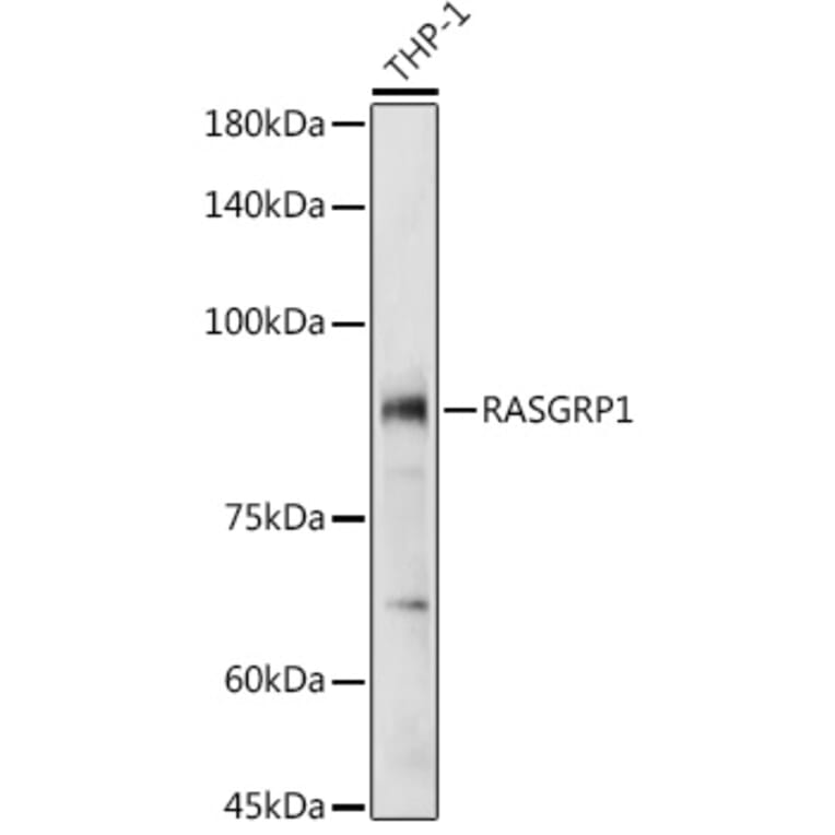 Western Blot - Anti-RASGRP1 Antibody (A8633) - Antibodies.com