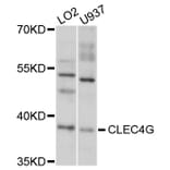 Western Blot - Anti-CLEC4G Antibody (A10500) - Antibodies.com