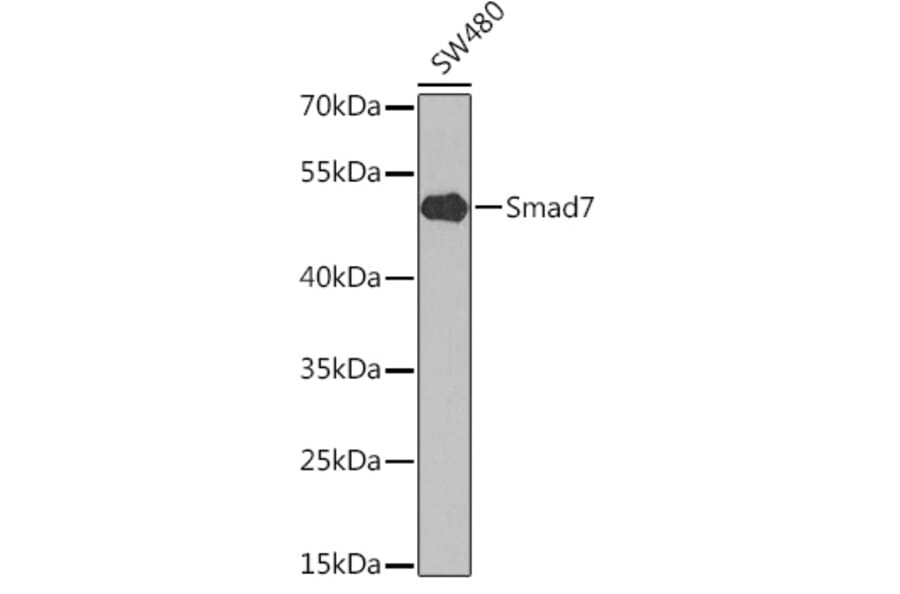 Western Blot - Anti-MADH7 / SMAD7 Antibody (A8636) - Antibodies.com