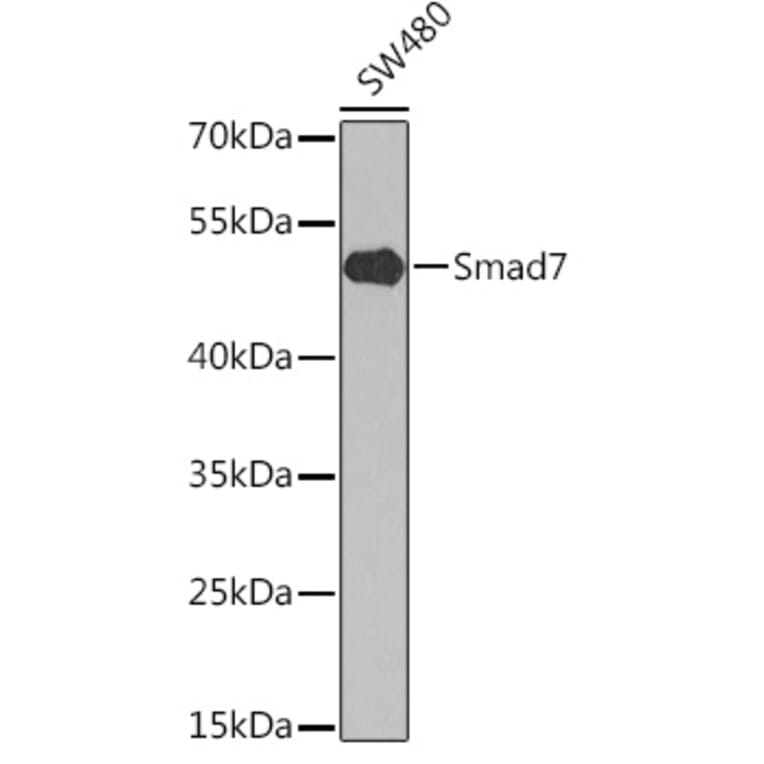 Western Blot - Anti-MADH7 / SMAD7 Antibody (A8636) - Antibodies.com