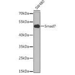 Western Blot - Anti-MADH7 / SMAD7 Antibody (A8636) - Antibodies.com