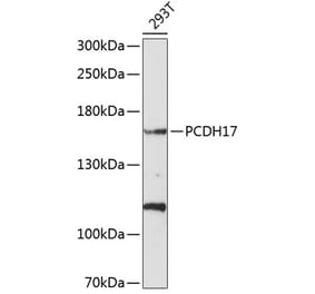 Western Blot - Anti-PCDH17 Antibody (A8637) - Antibodies.com