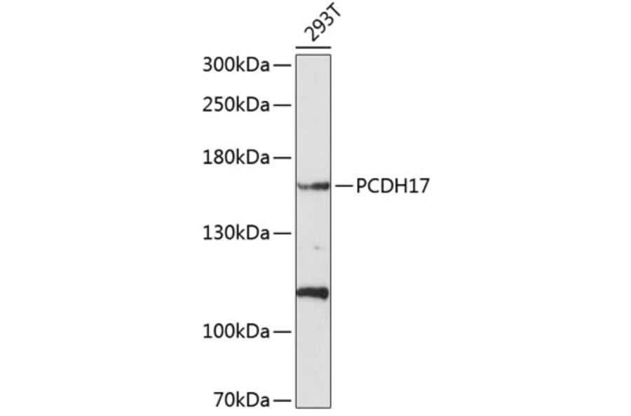 Western Blot - Anti-PCDH17 Antibody (A8637) - Antibodies.com