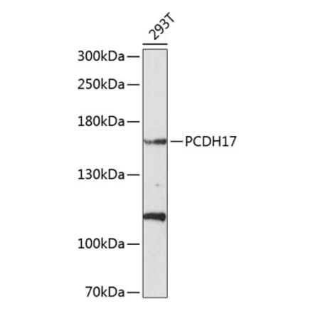 Western Blot - Anti-PCDH17 Antibody (A8637) - Antibodies.com