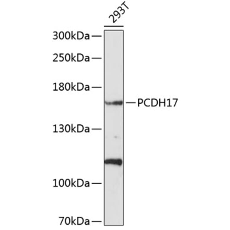 Western Blot - Anti-PCDH17 Antibody (A8637) - Antibodies.com