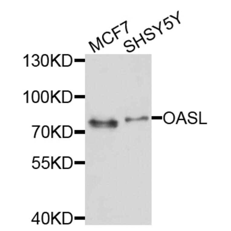 Western Blot - Anti-OASL Antibody (A10527) - Antibodies.com