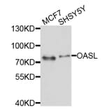 Western Blot - Anti-OASL Antibody (A10527) - Antibodies.com